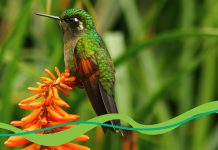 Los delitos ambientales se consideran amenazas para la lucha contra el lavado de dinero