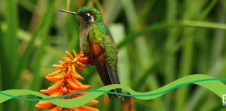 Los delitos ambientales se consideran amenazas para la lucha contra el lavado de dinero