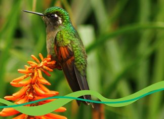 Los delitos ambientales se consideran amenazas para la lucha contra el lavado de dinero