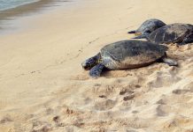Arrestan a dos hombres por el tráfico de 4,000 tortugas