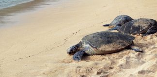 Arrestan a dos hombres por el tráfico de 4,000 tortugas
