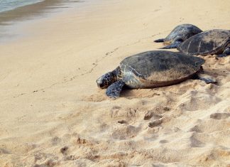 Arrestan a dos hombres por el tráfico de 4,000 tortugas