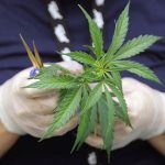 AP | EEUU toma medidas para reclasificar la marihuana como una droga menos peligrosa