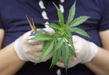 Cámara de Diputados de México aprueba la legalización de la marihuana