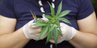 AP | EEUU toma medidas para reclasificar la marihuana como una droga menos peligrosa