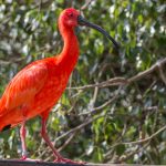 Derrame de petróleo en Morrocoy afectará el hábitat marino por 30 años