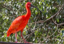 Derrame de petróleo en Morrocoy afectará el hábitat marino por 30 años