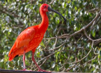 Derrame de petróleo en Morrocoy afectará el hábitat marino por 30 años