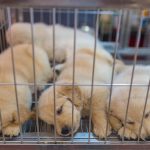 Barcelona multa a «Mil anuncios» por comercio ilícito de animales