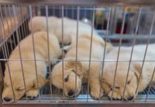 Barcelona multa a «Mil anuncios» por comercio ilícito de animales