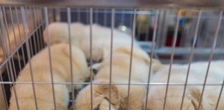 Barcelona multa a «Mil anuncios» por comercio ilícito de animales