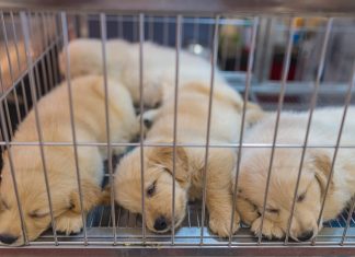 Barcelona multa a «Mil anuncios» por comercio ilícito de animales