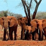 Lo que deben saber los bancos para combatir el tráfico de vida silvestre