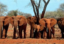 Lo que deben saber los bancos para combatir el tráfico de vida silvestre
