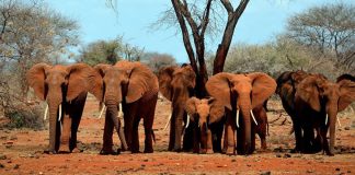 Lo que deben saber los bancos para combatir el tráfico de vida silvestre