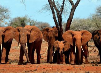 Lo que deben saber los bancos para combatir el tráfico de vida silvestre