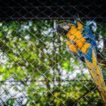 Tráfico ilegal de fauna silvestre por internet se elevó en la pandemia