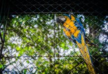 Tráfico ilegal de fauna silvestre por internet se elevó en la pandemia