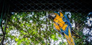 Tráfico ilegal de fauna silvestre por internet se elevó en la pandemia