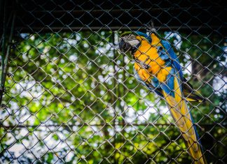 Tráfico ilegal de fauna silvestre por internet se elevó en la pandemia