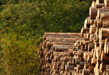 Estudio acusa a funcionarios de Perú de «lavado de madera»