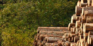 Estudio acusa a funcionarios de Perú de «lavado de madera»