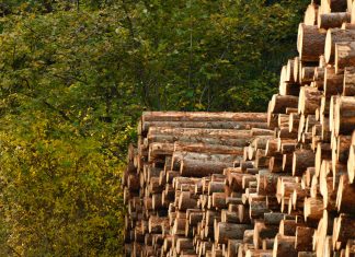 Estudio acusa a funcionarios de Perú de «lavado de madera»