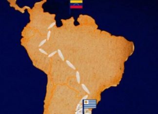 Armando Info: Los arroceros uruguayos nunca se fueron del festín revolucionario