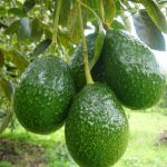 México| La sangrienta guerra de cárteles por el «oro verde»: el aguacate