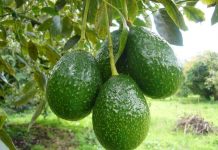 México| La sangrienta guerra de cárteles por el «oro verde»: el aguacate