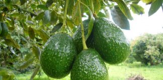 México| La sangrienta guerra de cárteles por el «oro verde»: el aguacate