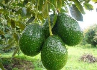 México| La sangrienta guerra de cárteles por el «oro verde»: el aguacate