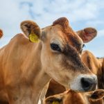 Armando Info: Un matadero a cielo abierto y del tamaño de un país