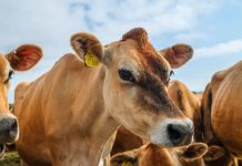 Armando Info: Un matadero a cielo abierto y del tamaño de un país