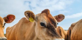 Armando Info: Un matadero a cielo abierto y del tamaño de un país