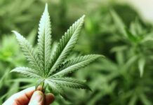 Legalizar sin regular: el giro pendiente de Estados Unidos frente a la marihuana