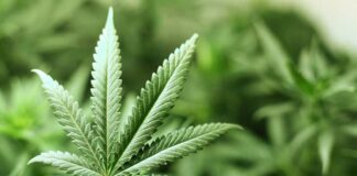 Legalizar sin regular: el giro pendiente de Estados Unidos frente a la marihuana