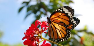 Hallan muerto a defensor de las mariposas monarcas en México