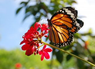 Hallan muerto a defensor de las mariposas monarcas en México