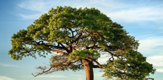 Justicia de España reclama la creación de un derecho penal internacional del medio ambiente