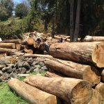 FundaRedes: Tala de más de 200 samanes en Apure financia a grupos armados irregulares