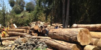 FundaRedes: Tala de más de 200 samanes en Apure financia a grupos armados irregulares