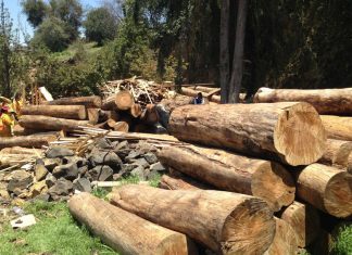 FundaRedes: Tala de más de 200 samanes en Apure financia a grupos armados irregulares