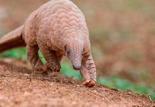 El cerco sobre el pangolín como fuente del coronavirus se estrecha