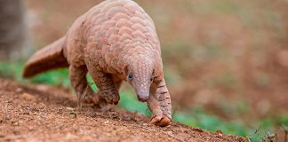 El cerco sobre el pangolín como fuente del coronavirus se estrecha