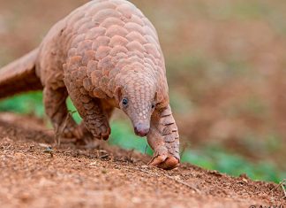 El cerco sobre el pangolín como fuente del coronavirus se estrecha