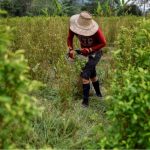 Colombia se consolida como el mayor productor de coca del mundo, según la ONU
