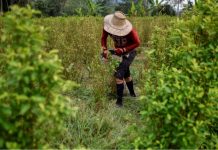 Colombia se consolida como el mayor productor de coca del mundo, según la ONU
