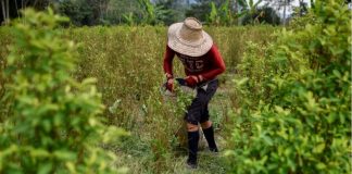 Colombia se consolida como el mayor productor de coca del mundo, según la ONU