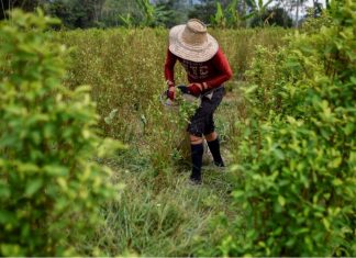 Colombia se consolida como el mayor productor de coca del mundo, según la ONU